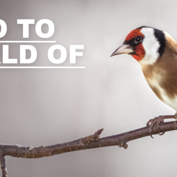 An Introduction to the World of Birding